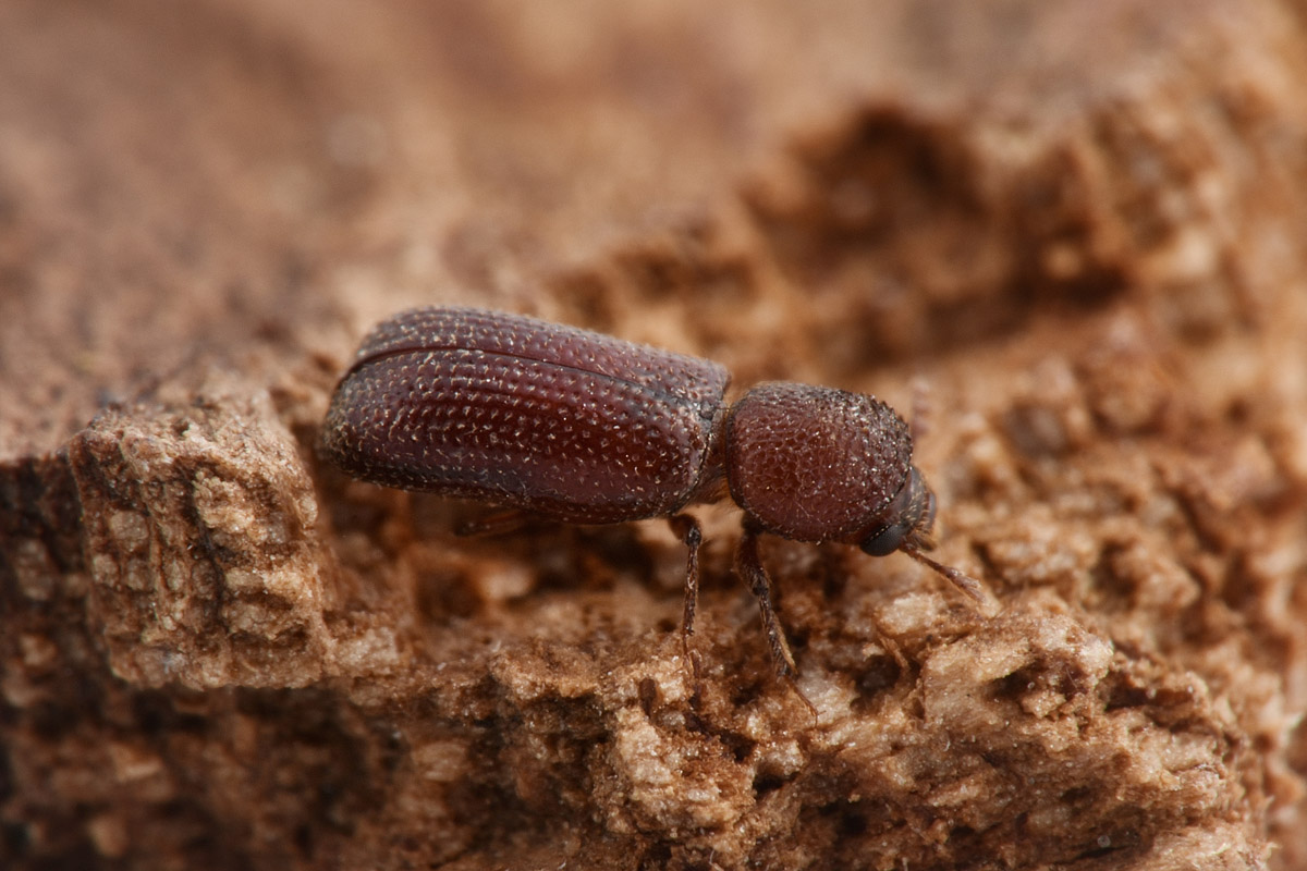 Cappuccino dei cereali? Rhizopertha dominica, Bostrichidae